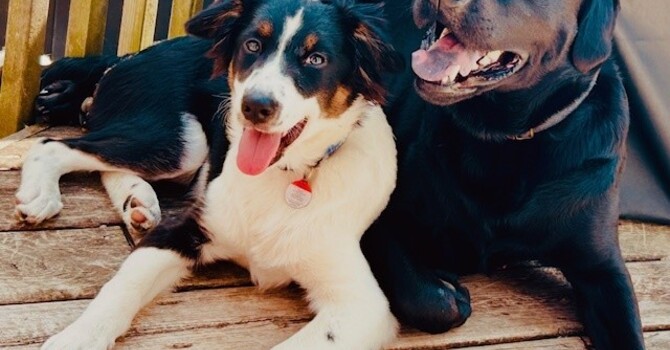 The Healing Presence of Pets  image