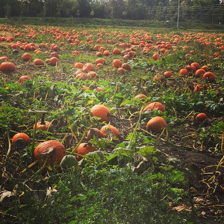 Farm field of ripe orange pumpkins