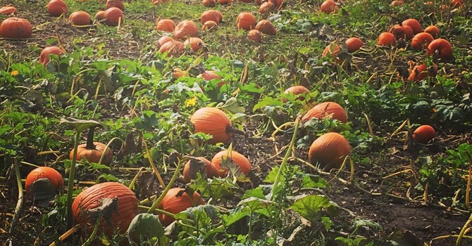 Seasonal Affective Disorder & Winter Mental Health: How Therapy Can Help in Ontario image