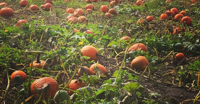 Seasonal Affective Disorder & Winter Mental Health: How Therapy Can Help in Ontario