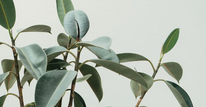 December and Social-Emotional Health