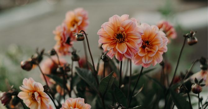 December and Social-Emotional Health image