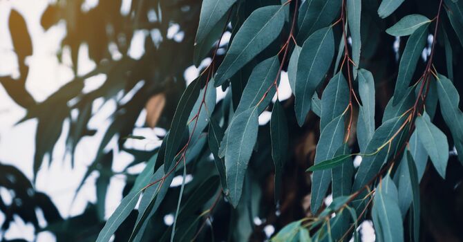 December and Social-Emotional Health